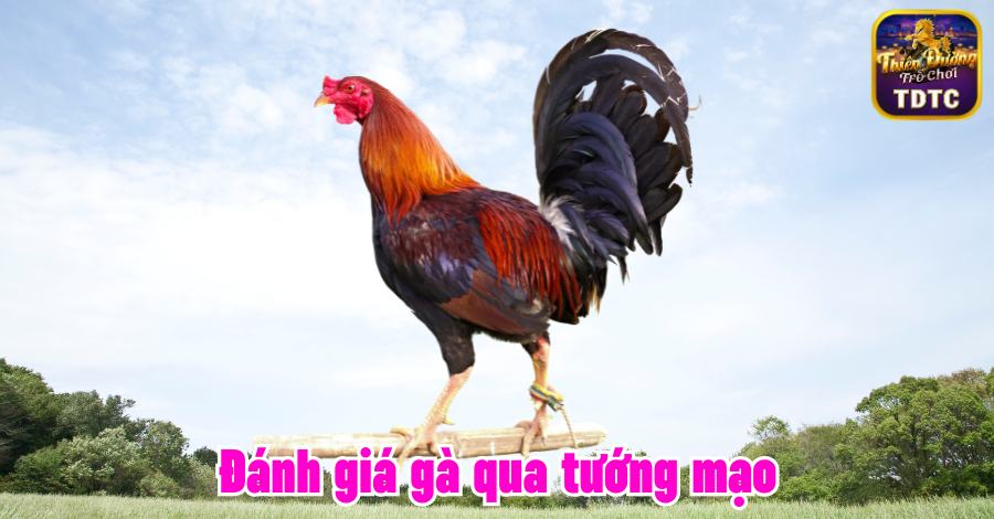 Đánh giá gà qua tướng mạo