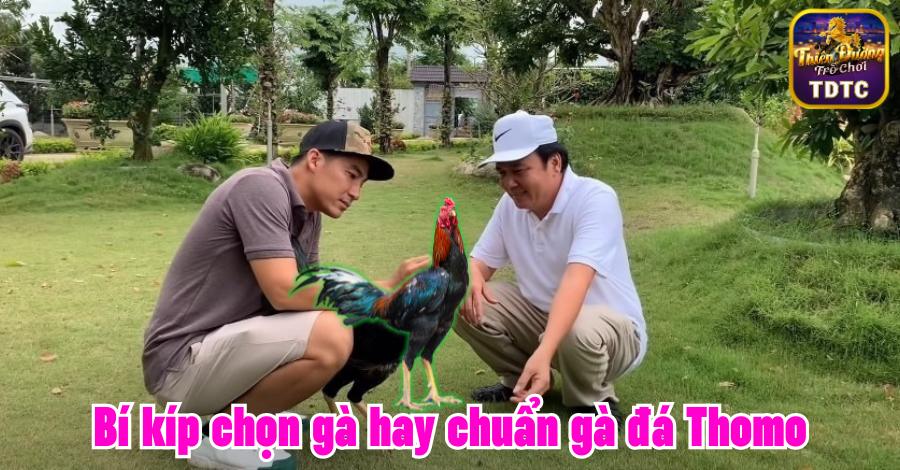 Bí kíp chọn gà hay chuẩn gà đá Thomo từ Hiển Long Xuyên